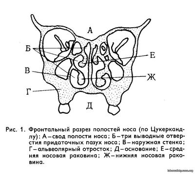 Структура носа человека