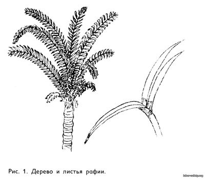 рафия - Raphia pedimculata